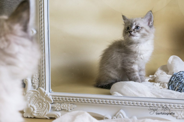 Sibirer Kitten- Blick in den Spiegel