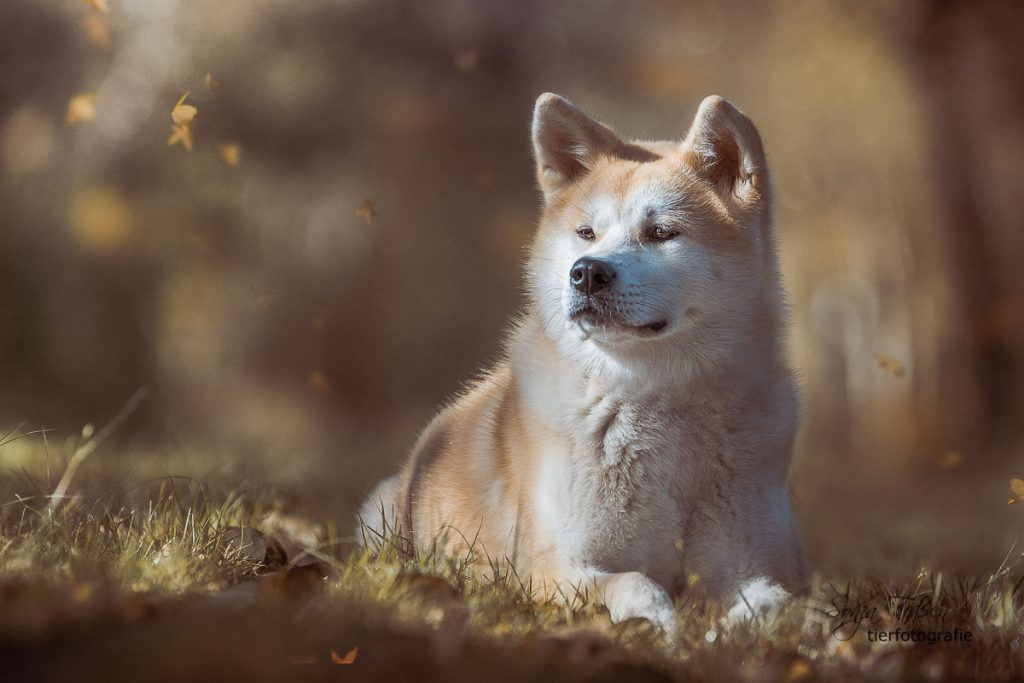 Akita Inu beim Herbst Hundeshooting