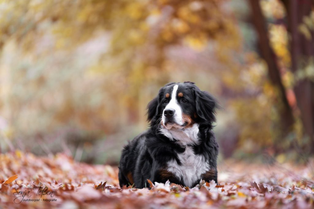 Leo - Berner Sennenhund