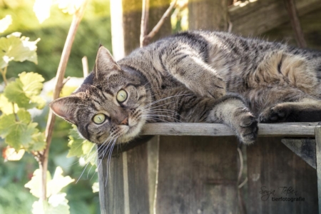 Emma, chillende Katze