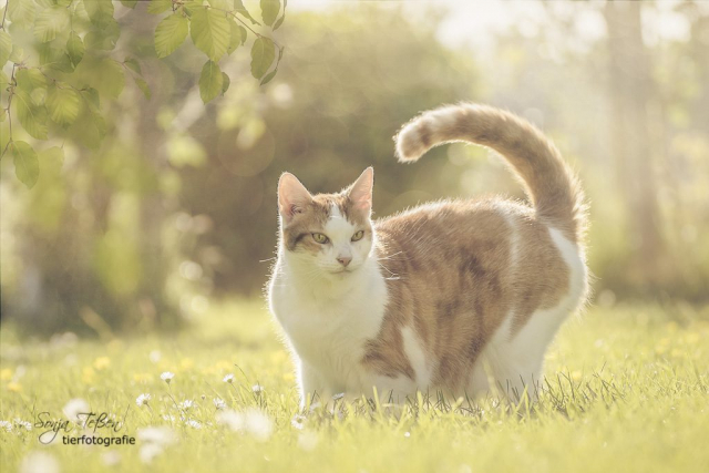 Lilly, weiß-rote Katze