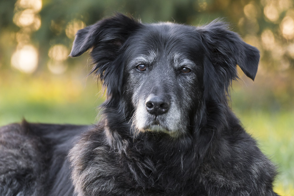 alter Hund