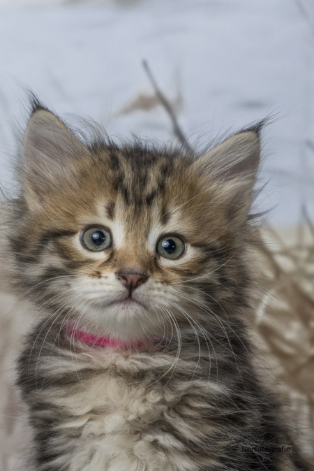 Sibirer Kitten