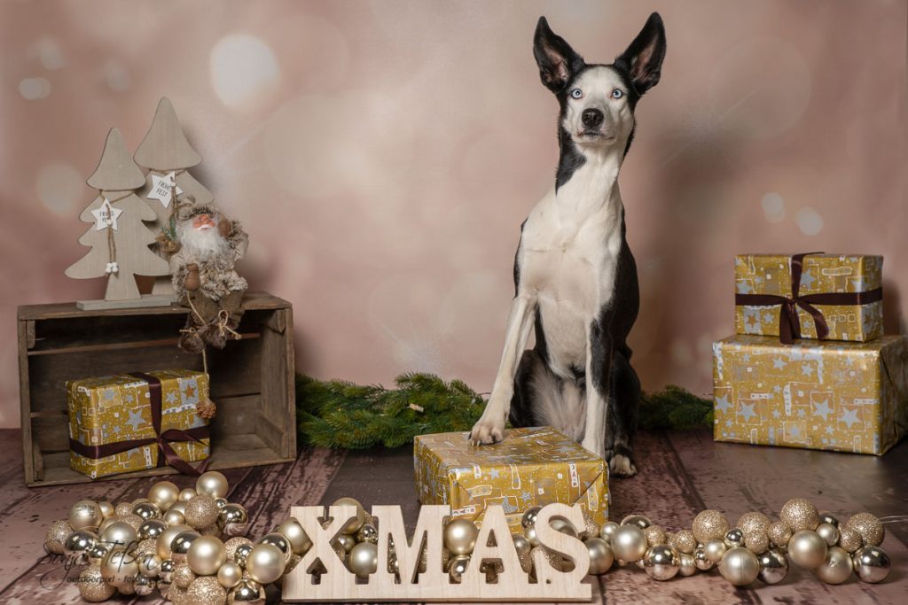 Xmas-Shooting mit Hund