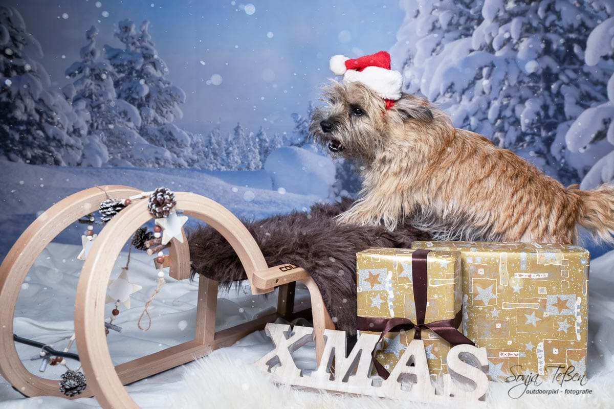 Cairns Terrier beim Weihnachtsshooting