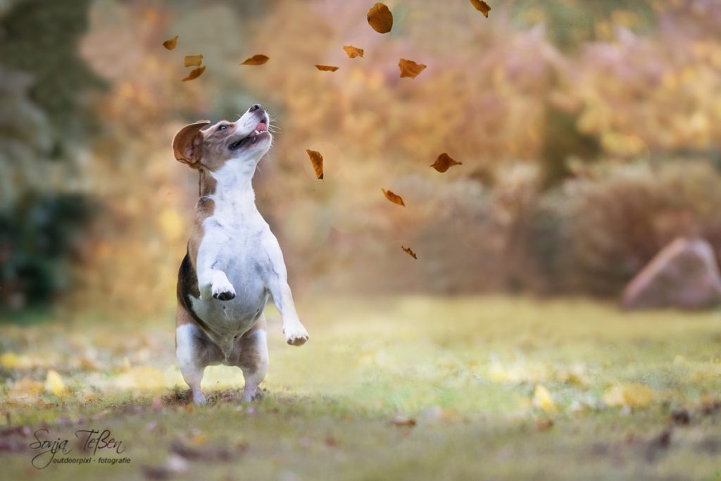 Beagle spielt mit Blättern im Herbst
