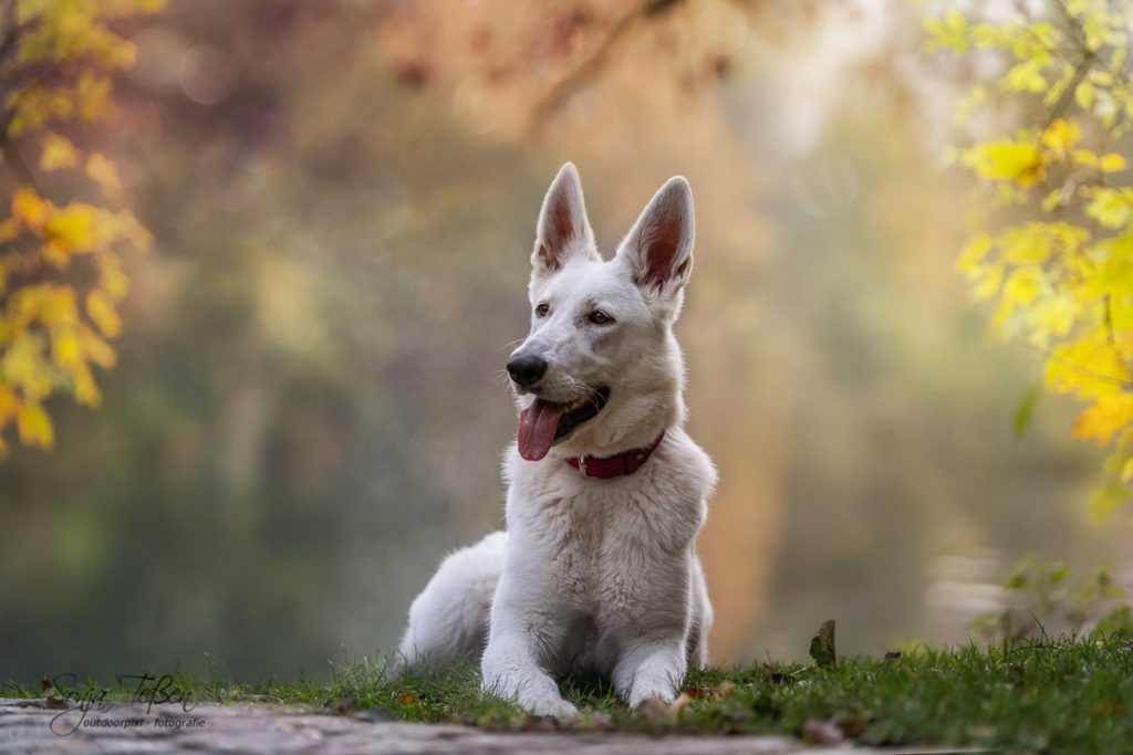 weißer Schäferhund