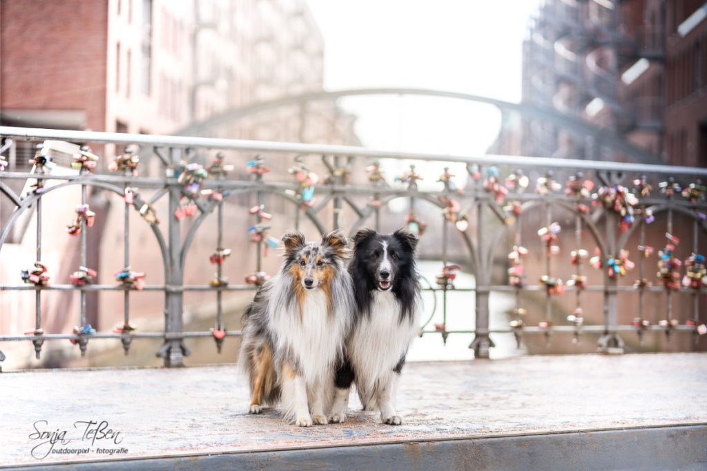 Shelties in Hamburg
