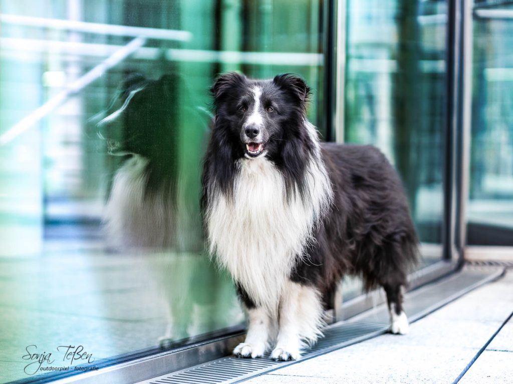 Dalmatiner Fotoshooting in Hamburg