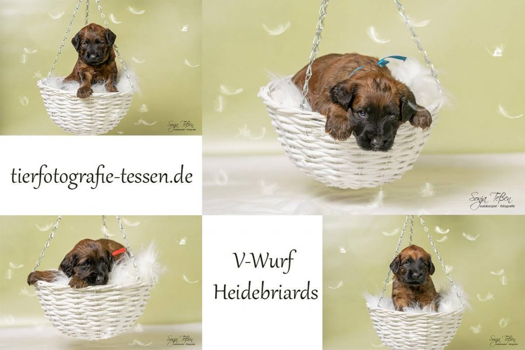 Welpenshooting Heidebriards