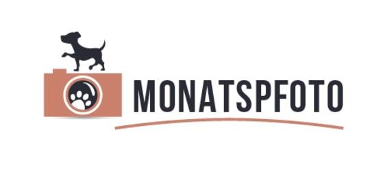 Monatspfoto-Logo-miDoggy