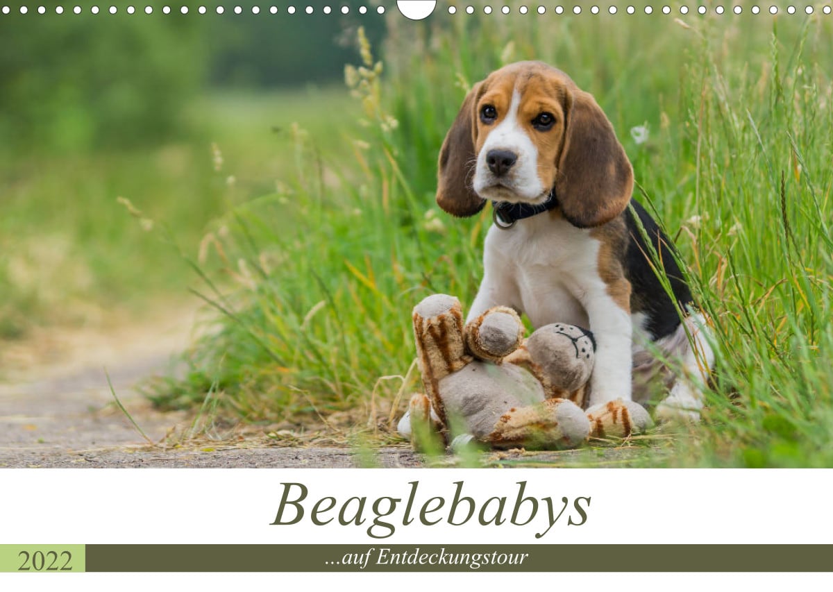 Beagle-Babys Kalender