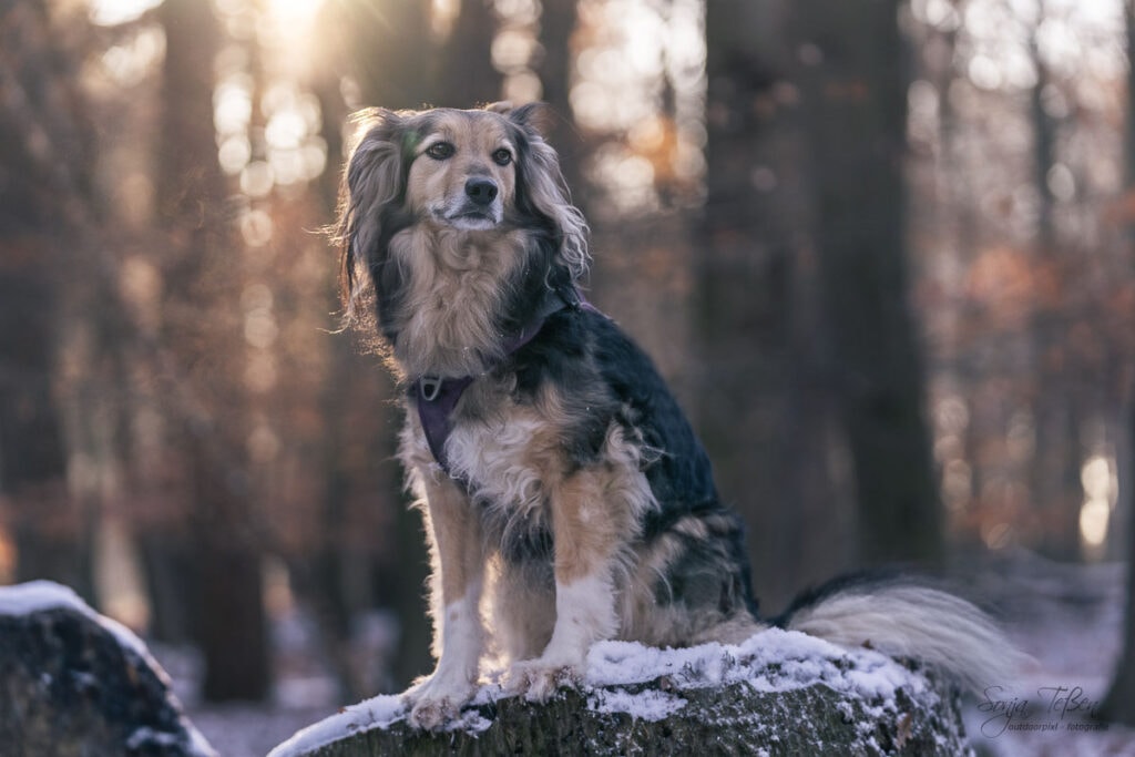 Hund im winterlichen Wald