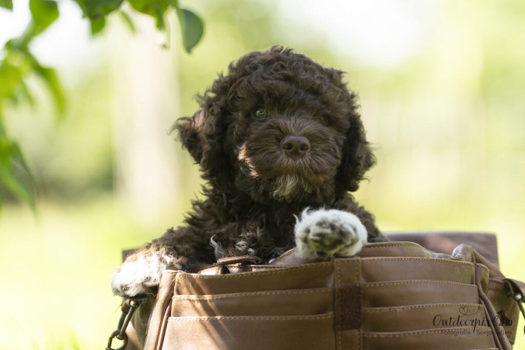 Lagotto Romagnolo Welpe