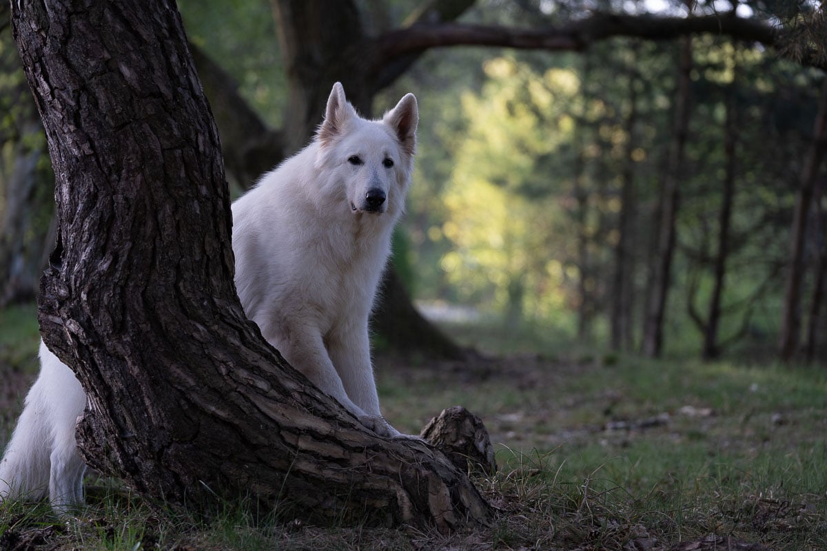 weißer Schäferhund im Wald