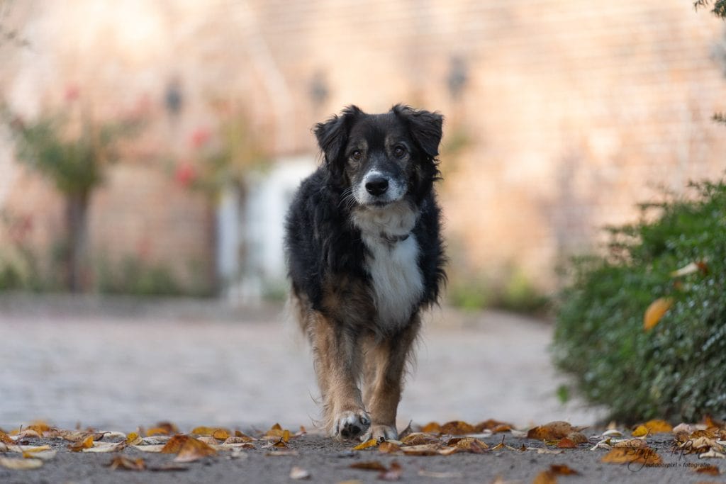 Hundesenior Fotosession