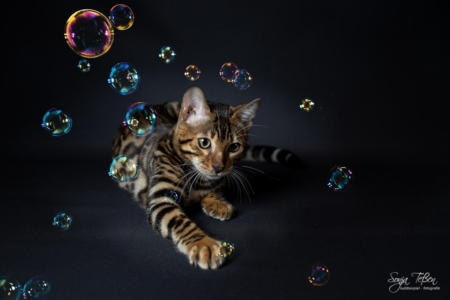 Bengalen Kitten