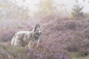 Hundeshooting in Heidelandschaft