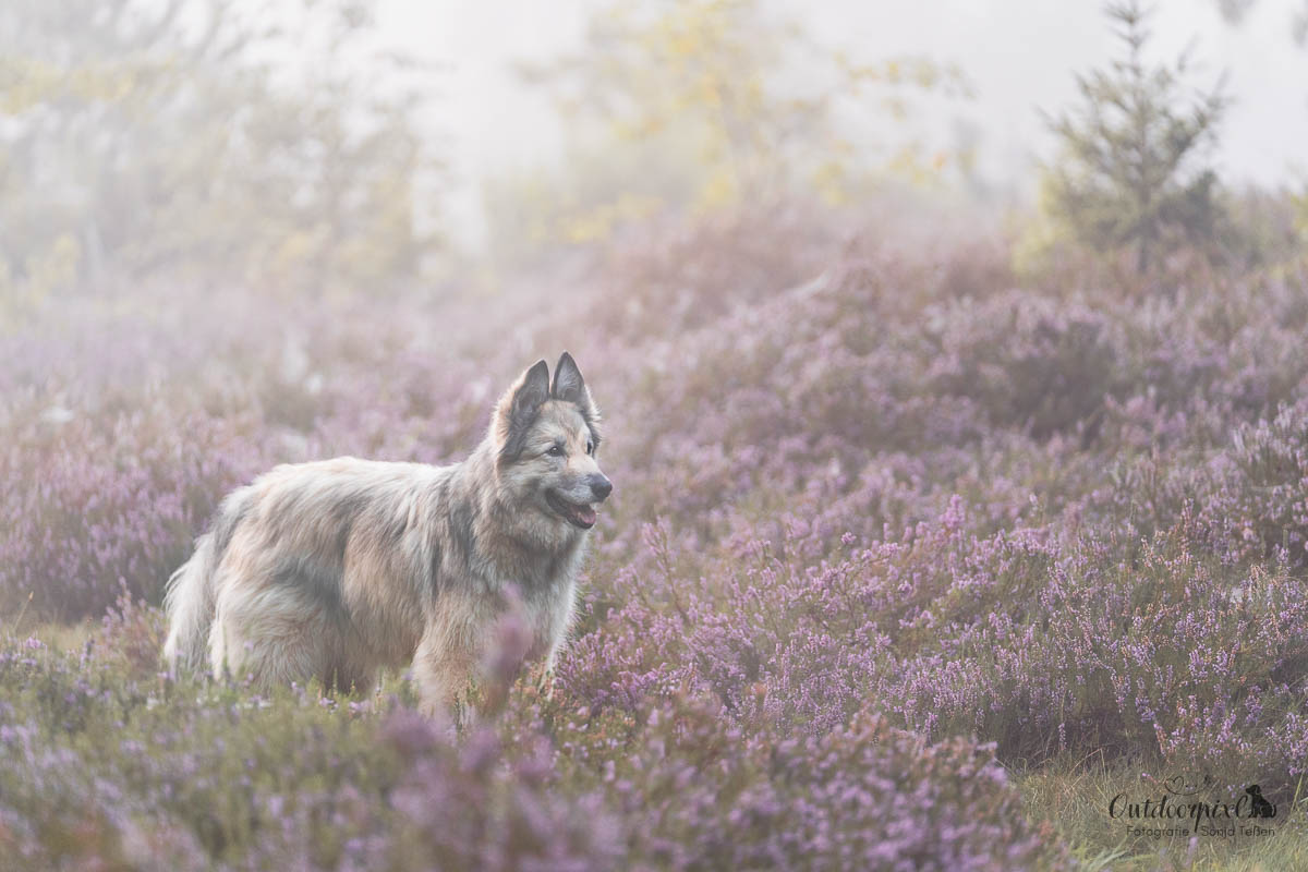 Hundeshooting in Heidelandschaft