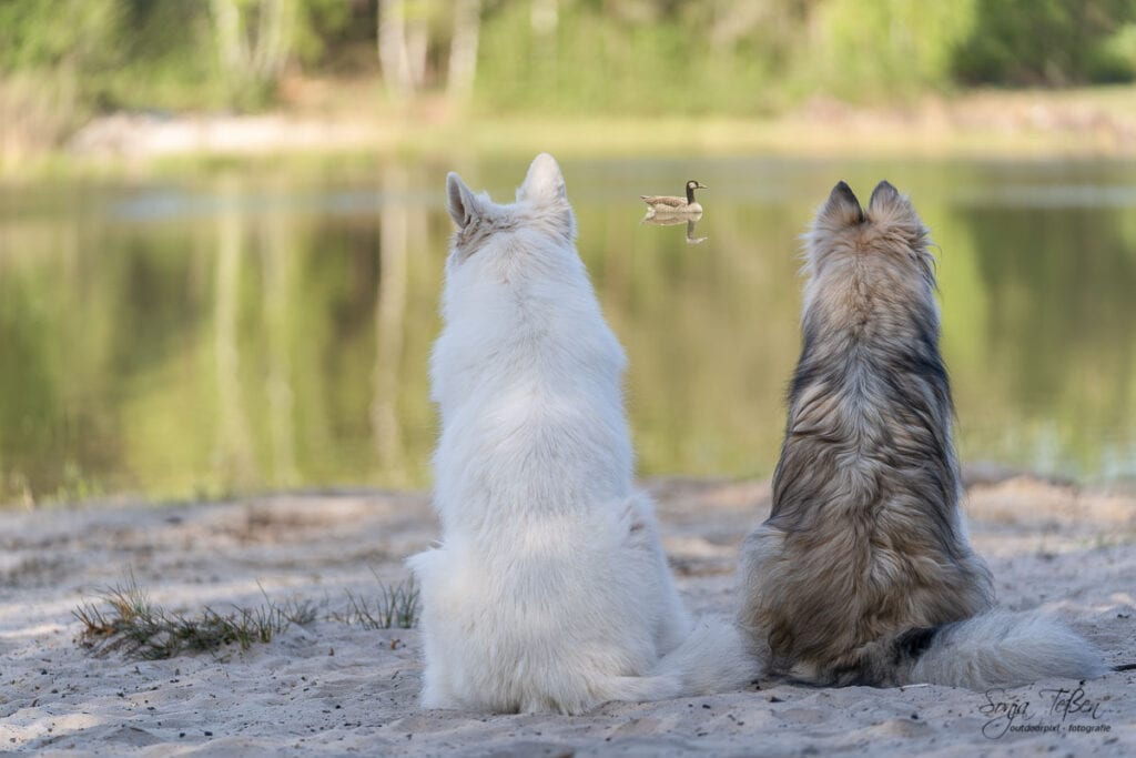 Zwei Hunde am See