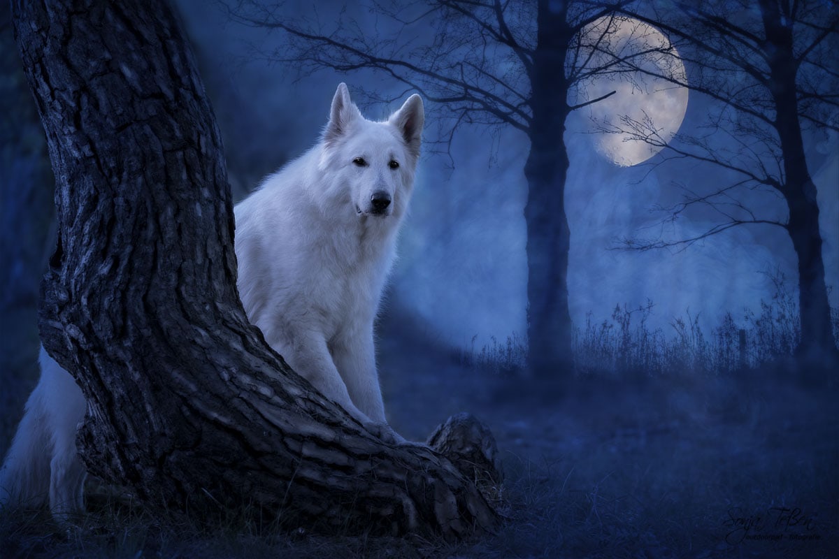 weißer Schäferhund im Wald Nachtbild