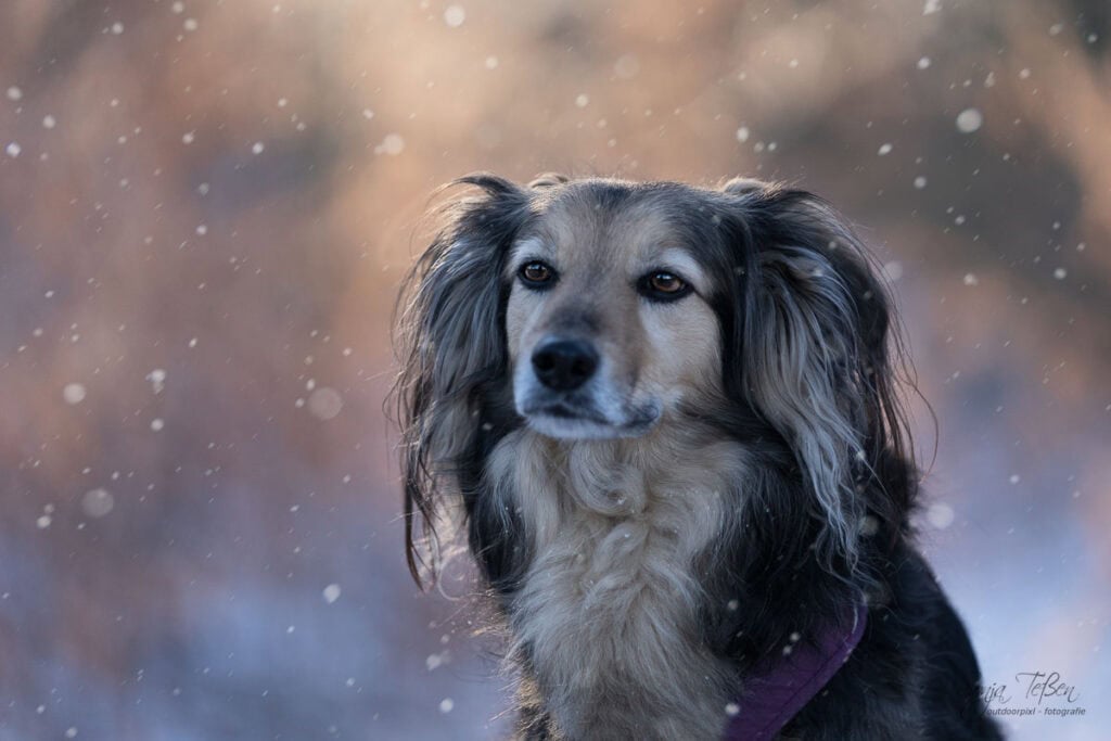 Hundeshooting im Dezember