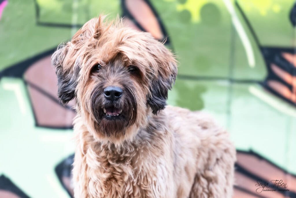 Briard vor Grafitti-Wand 2