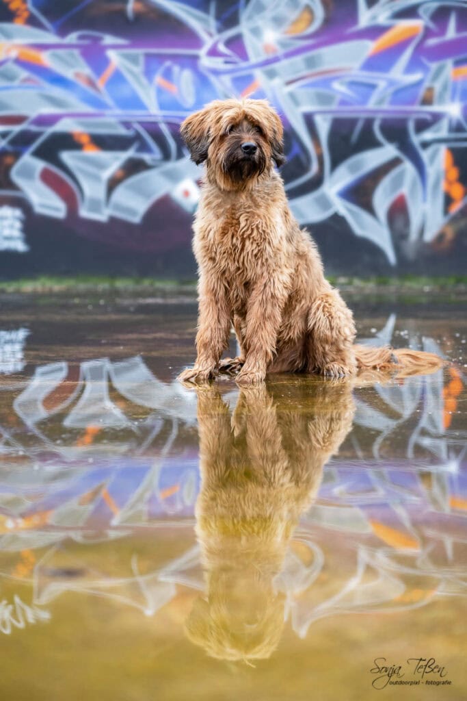 Briard vor Grafitti-Wand