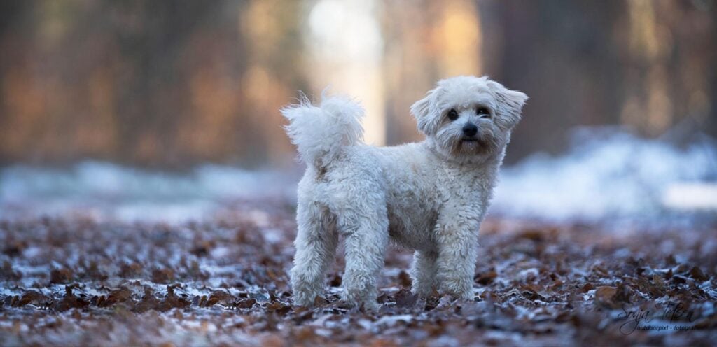 kleiner Hund beim Fotoshooing im Schnee