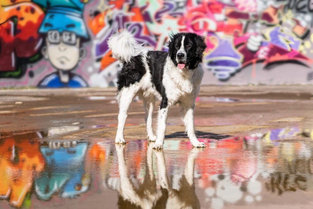 Landseer Fotoshooting