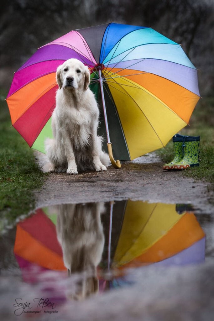 Hundefotoshooting bei Regen 5