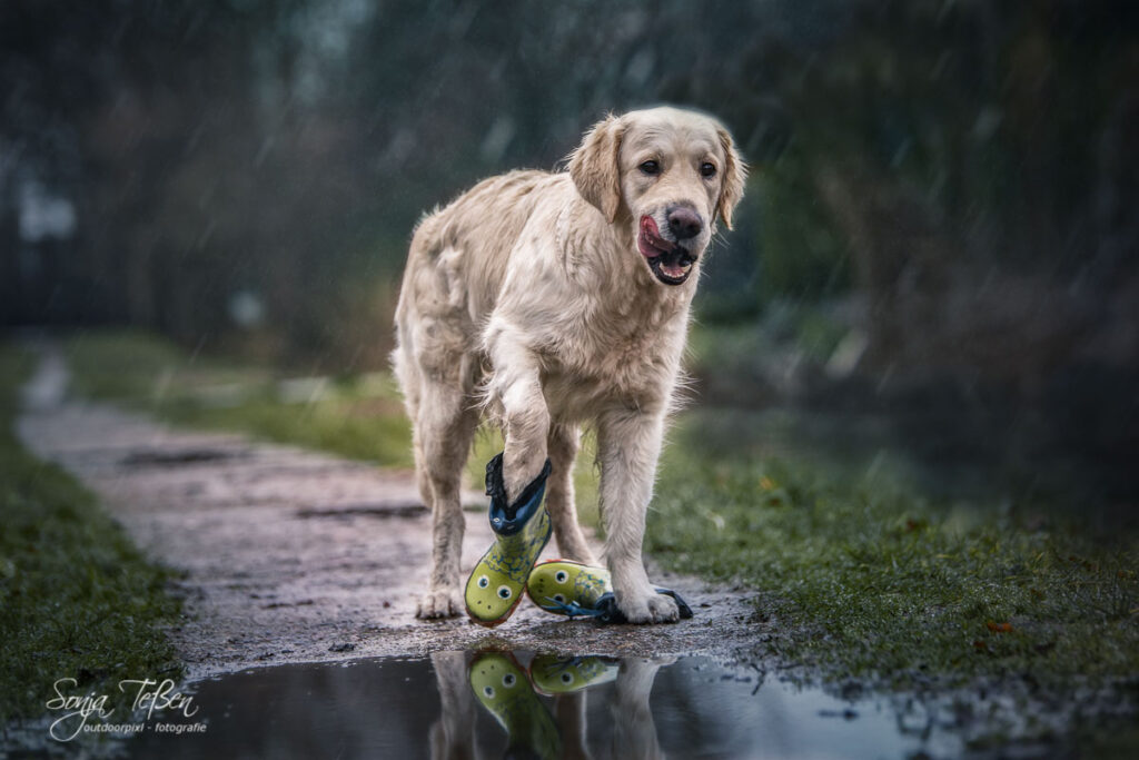 Hundefotoshooting bei Regen 3