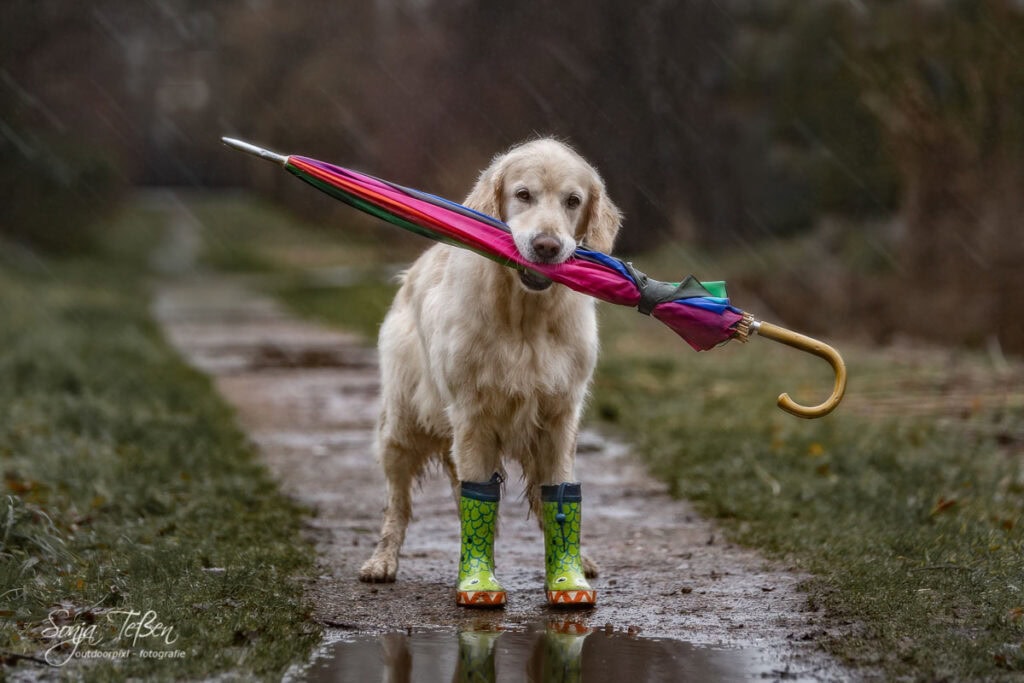 Hundefotoshooting bei Regen 4