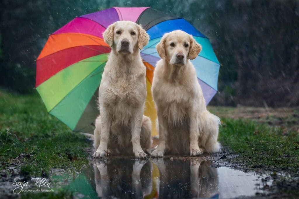 Hundefotoshooting bei Regen