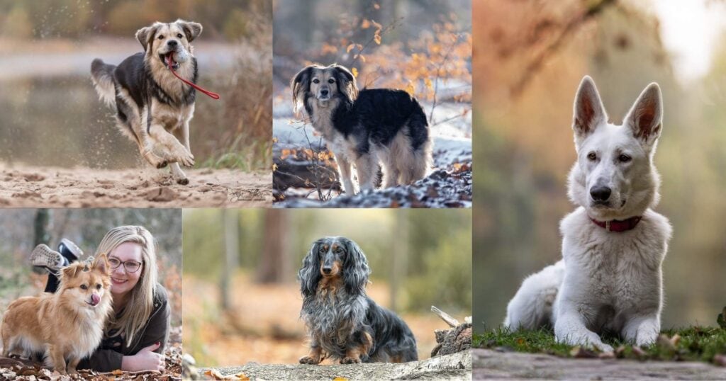 Herbst-Winter-Hundeshooting