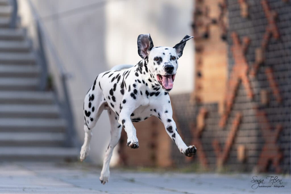 Dalmatiner Fotoshooting in Hamburg 2