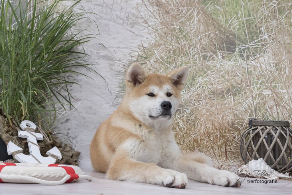 Hund beim Shooting im mobilen Studio