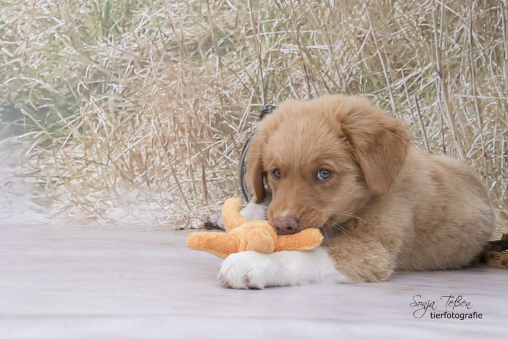 Hund beim Shooting im mobilen Studio