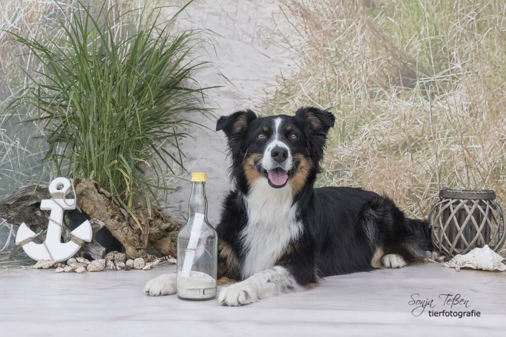 Hund beim Shooting im mobilen Studio