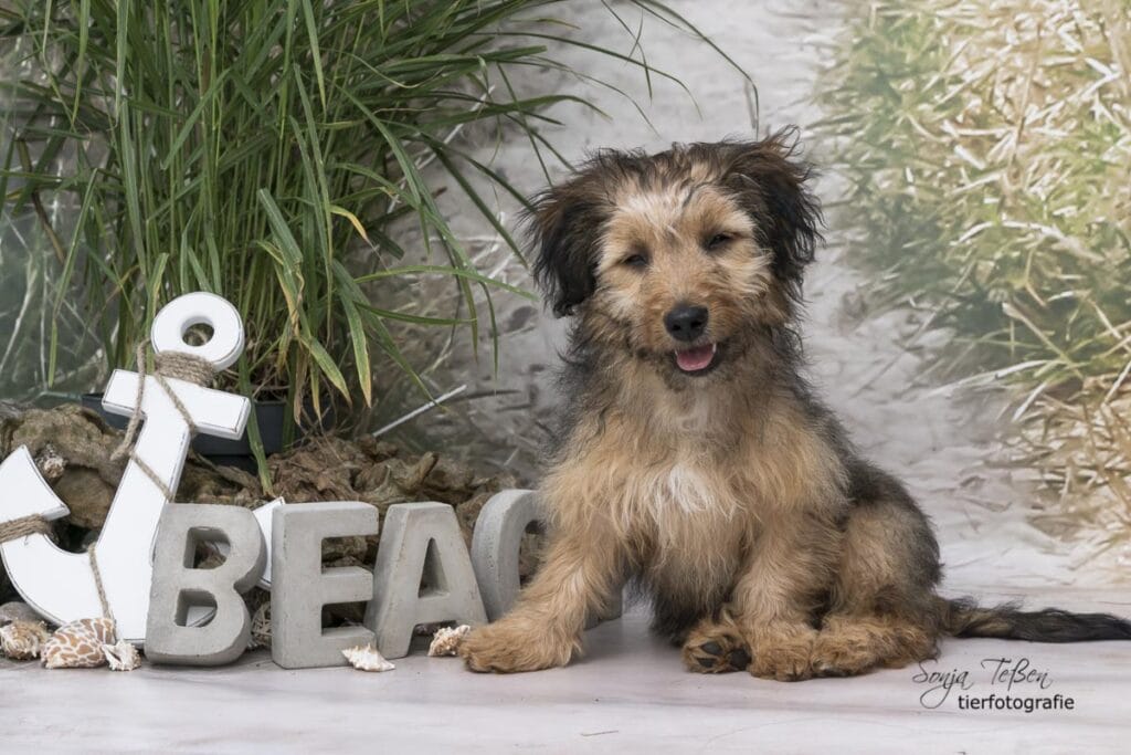 Hund beim Shooting im mobilen Studio