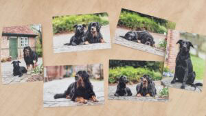 Fachabzüge Hunde-Fotoshooting