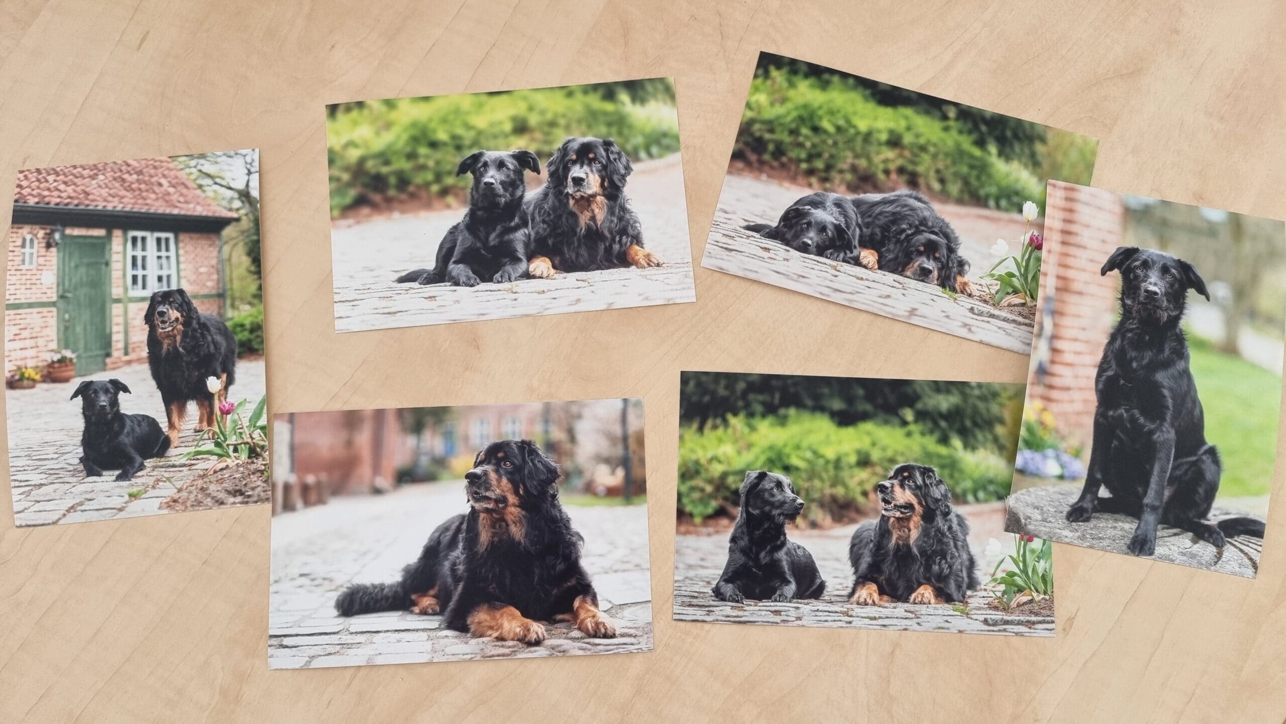 Fachabzüge Hunde-Fotoshooting