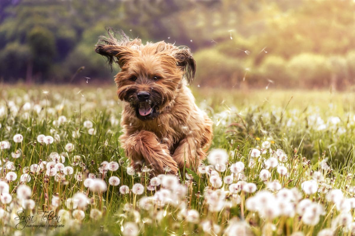 Fiete in den Pusteblumen