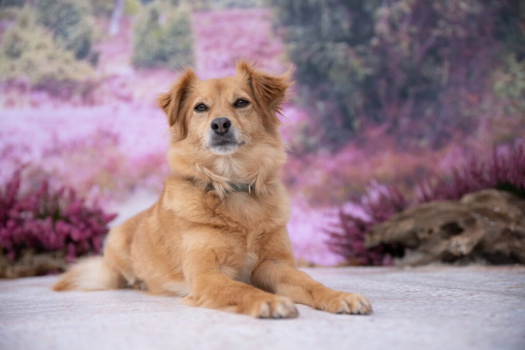 ein souveräner, entspannter Hund