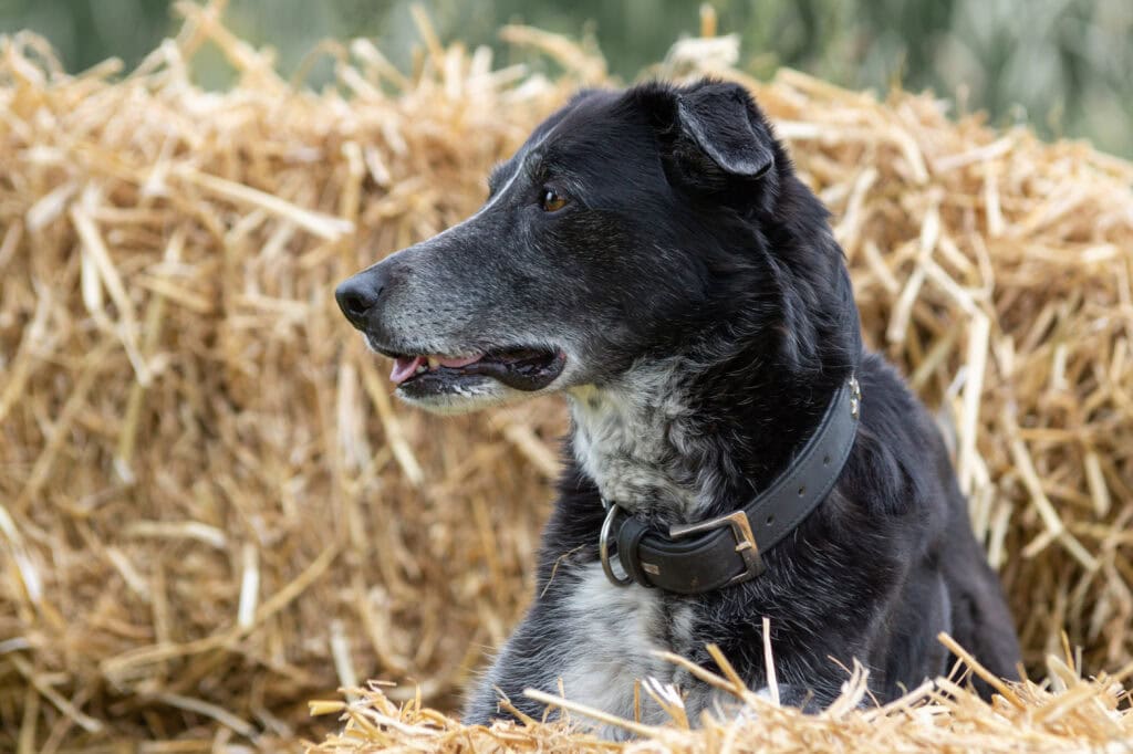 Hund vor Heuballen