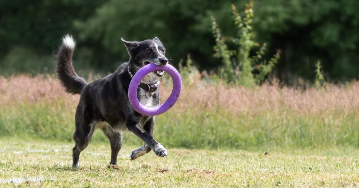 Hund mit Spielzeug