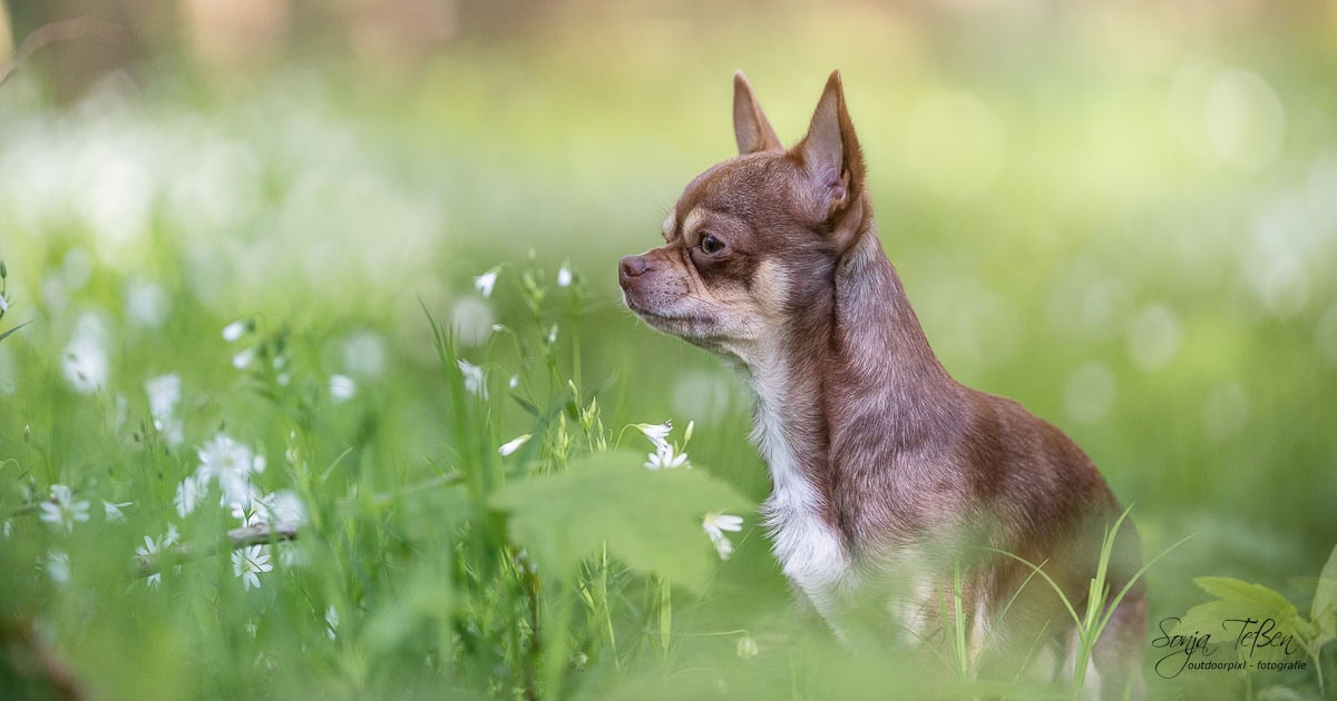 Chihuahua im hohen Gras bei einem Hunde-Fotoshooting