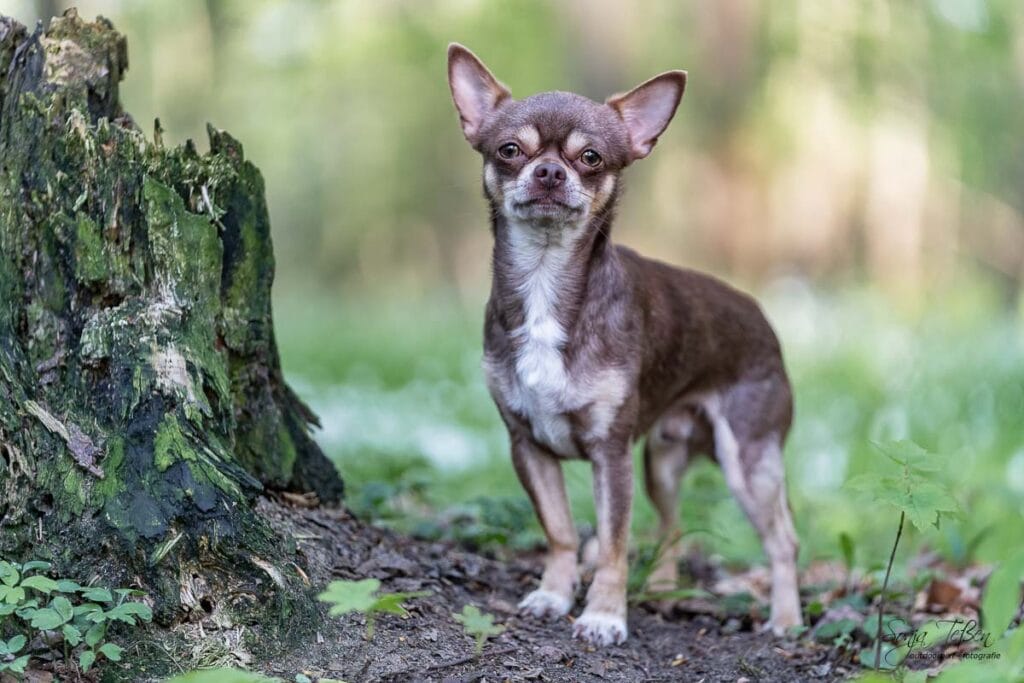 Chihuahua beim Fotoshooting mit Sonja Teßen - Hundefotografie