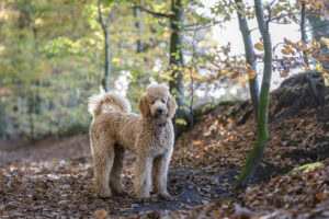 Grosspudel Benito beim herbstlichen Fotoshooting